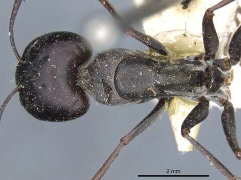 Image de Camponotus angusticeps Emery 1886