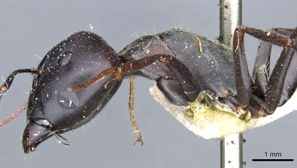 Image of Camponotus angusticeps Emery 1886