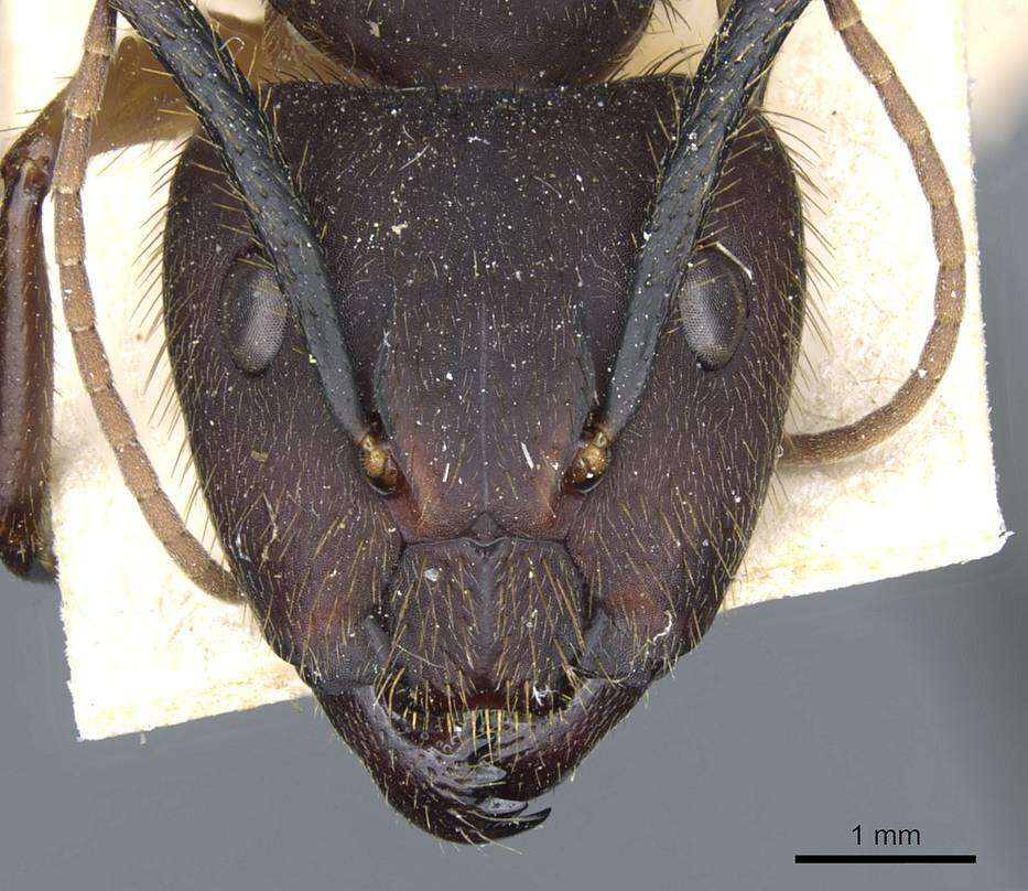 Plancia ëd Camponotus rufipes (Fabricius 1775)