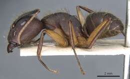 Plancia ëd Camponotus rufipes (Fabricius 1775)