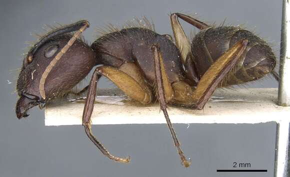 Image of Camponotus rufipes (Fabricius 1775)