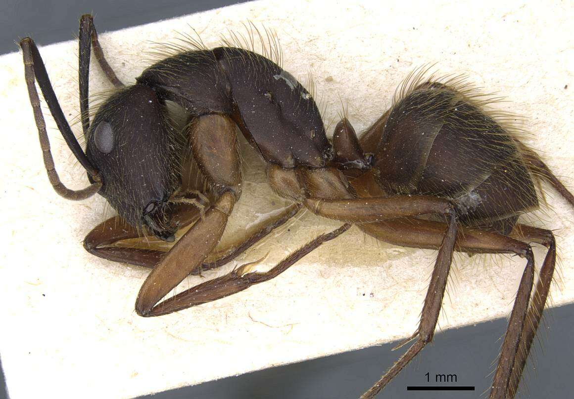 Plancia ëd Camponotus rufipes (Fabricius 1775)