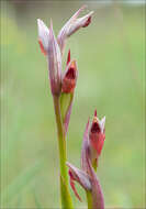 Image of Small-flowered serapias