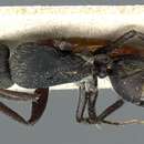 Image of Camponotus punctiventris Emery 1920