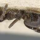 صورة Crematogaster brevis Emery 1887