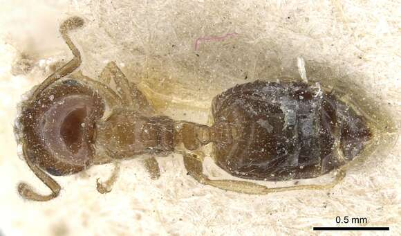 Image of Crematogaster treubi Emery 1896