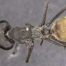Image of Camponotus auriventris Emery 1889
