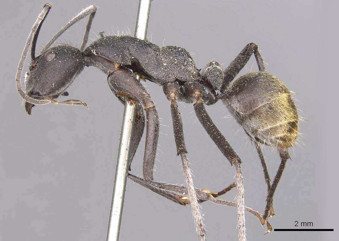 Слика од Camponotus auriventris Emery 1889