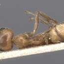 Imagem de Camponotus exsectus Emery 1900