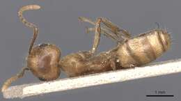 Слика од Camponotus exsectus Emery 1900