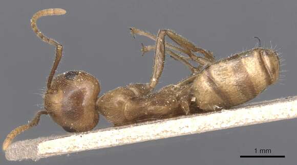 صورة Camponotus exsectus Emery 1900