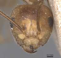 Слика од Camponotus exsectus Emery 1900