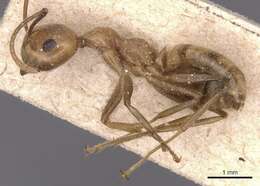 Слика од Camponotus exsectus Emery 1900