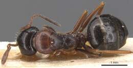 Слика од Camponotus candiotes Emery 1894