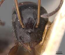 Слика од Camponotus candiotes Emery 1894