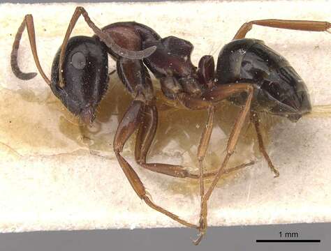 Слика од Camponotus candiotes Emery 1894