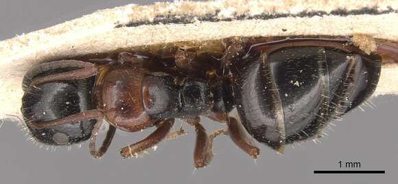 Image of Camponotus piceus (Leach 1825)