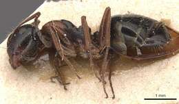 Image of Camponotus piceus (Leach 1825)