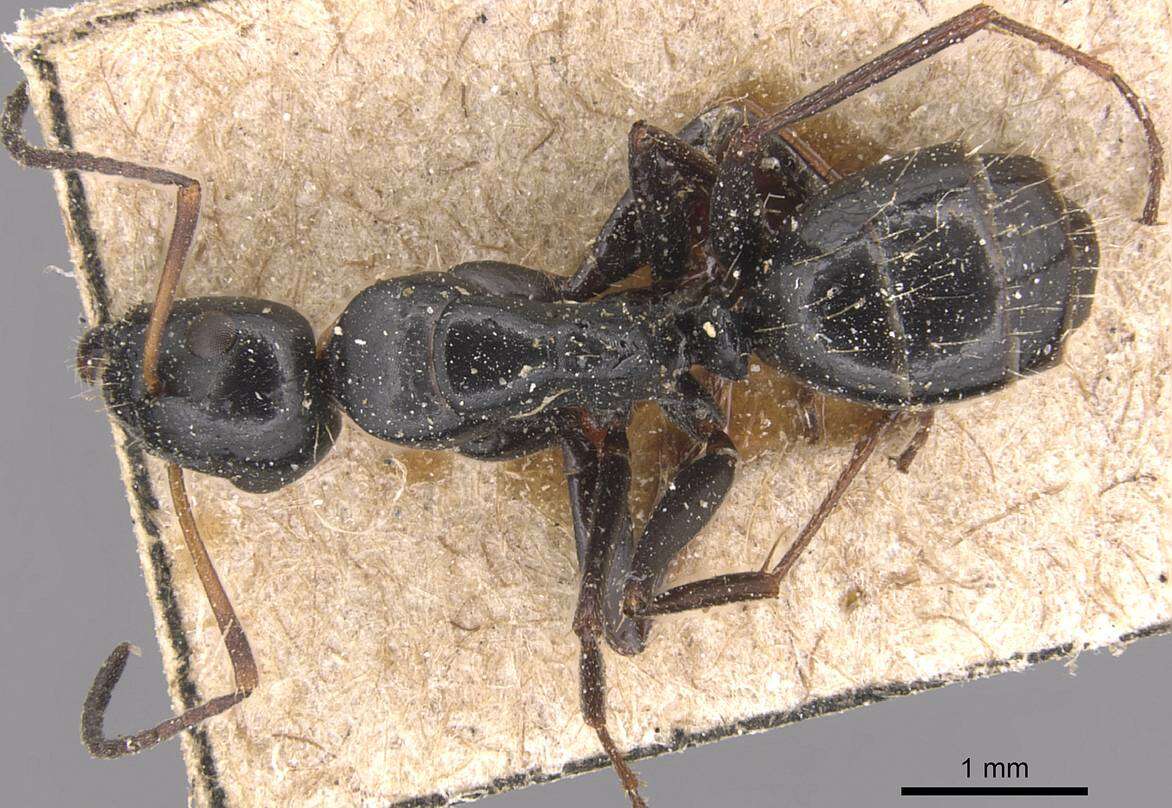 Plancia ëd Camponotus gestroi Emery 1878