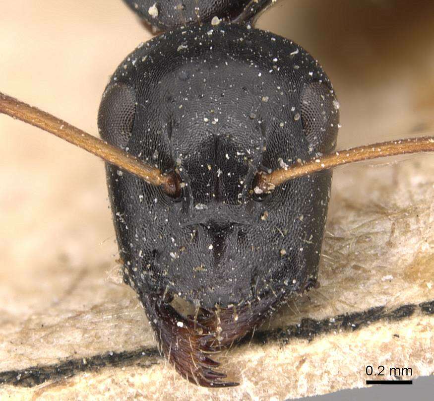 Plancia ëd Camponotus gestroi Emery 1878