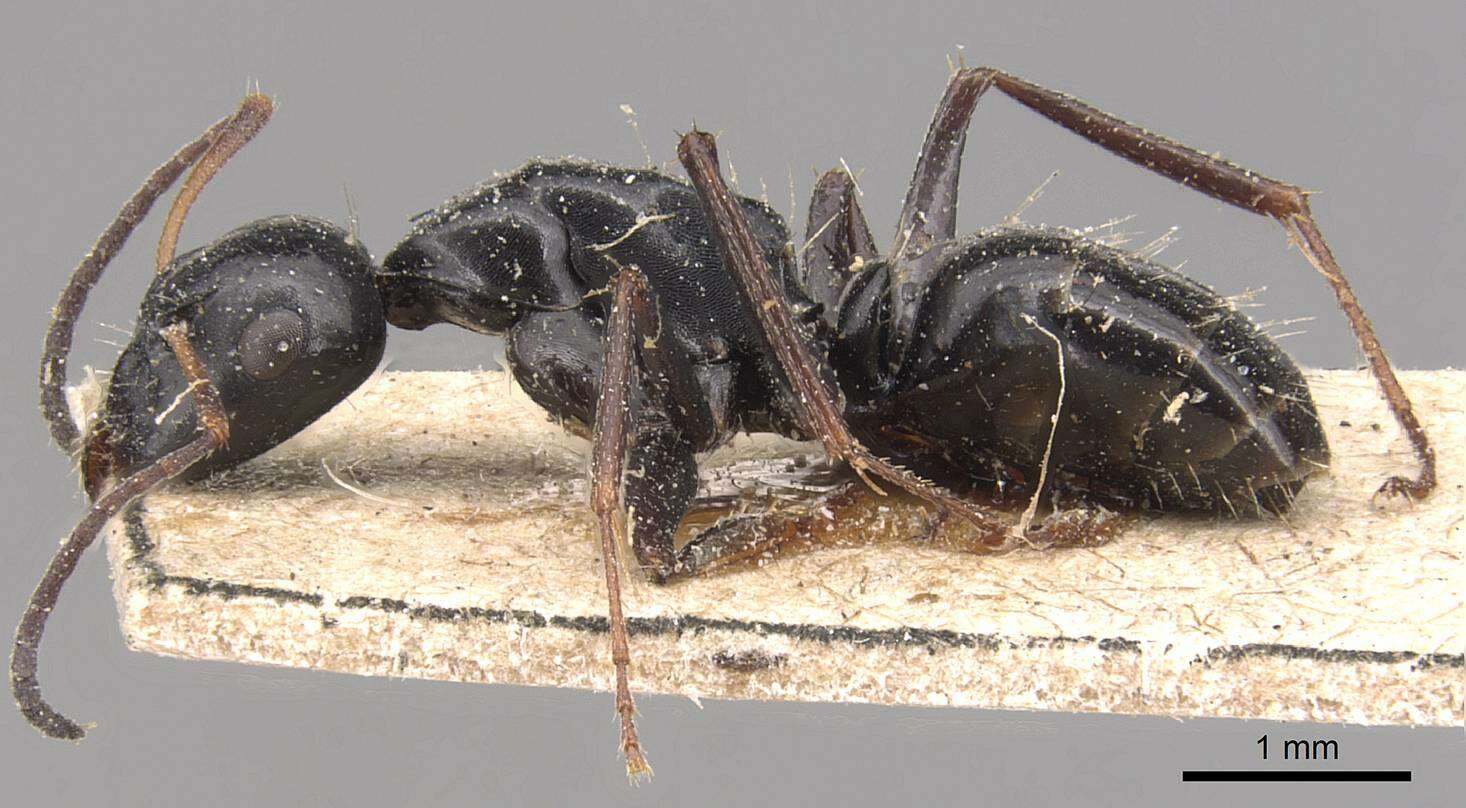 Plancia ëd Camponotus gestroi Emery 1878