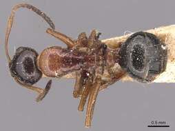 Image of Camponotus kurdistanicus Emery 1898