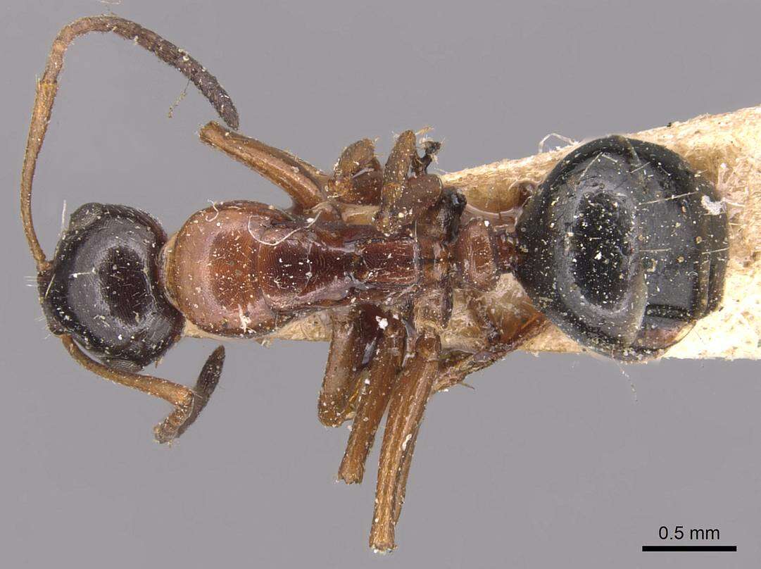 Image of Camponotus kurdistanicus Emery 1898