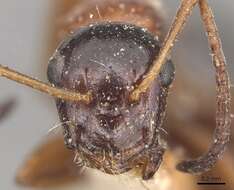 Image of Camponotus kurdistanicus Emery 1898