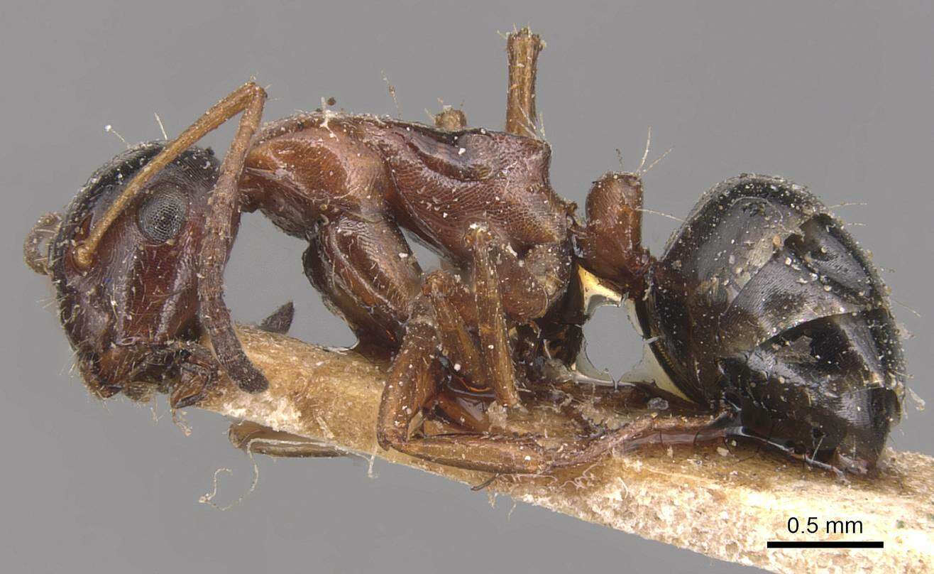 Image of Camponotus kurdistanicus Emery 1898