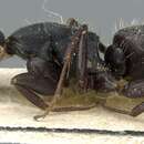 Image of Camponotus aegaeus