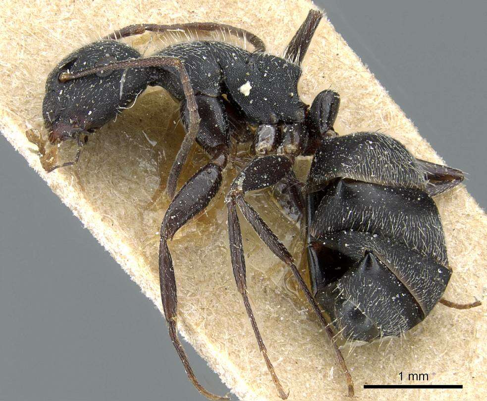 Imagem de Camponotus boghossiani Forel 1911