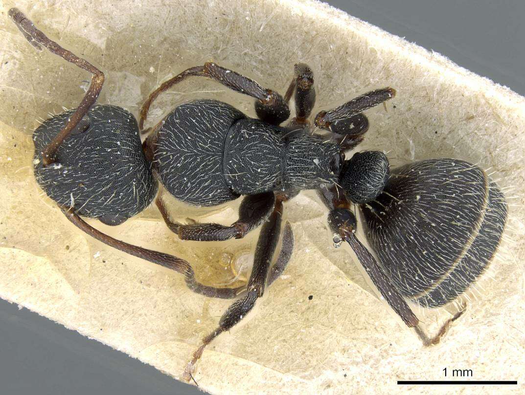 Image of Camponotus kiesenwetteri (Roger 1859)