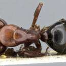 Image of Camponotus lameerei Emery 1898