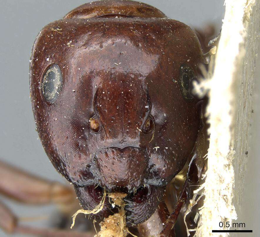 Image of Camponotus lameerei Emery 1898