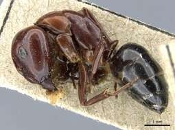 Image of Camponotus lameerei Emery 1898