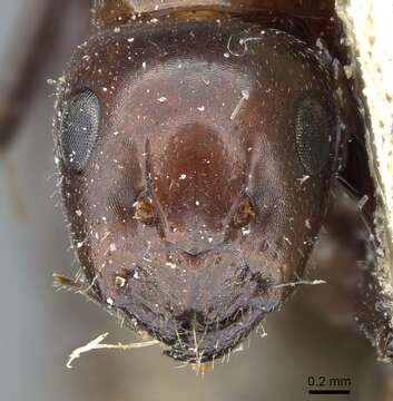 Image of Camponotus lameerei Emery 1898