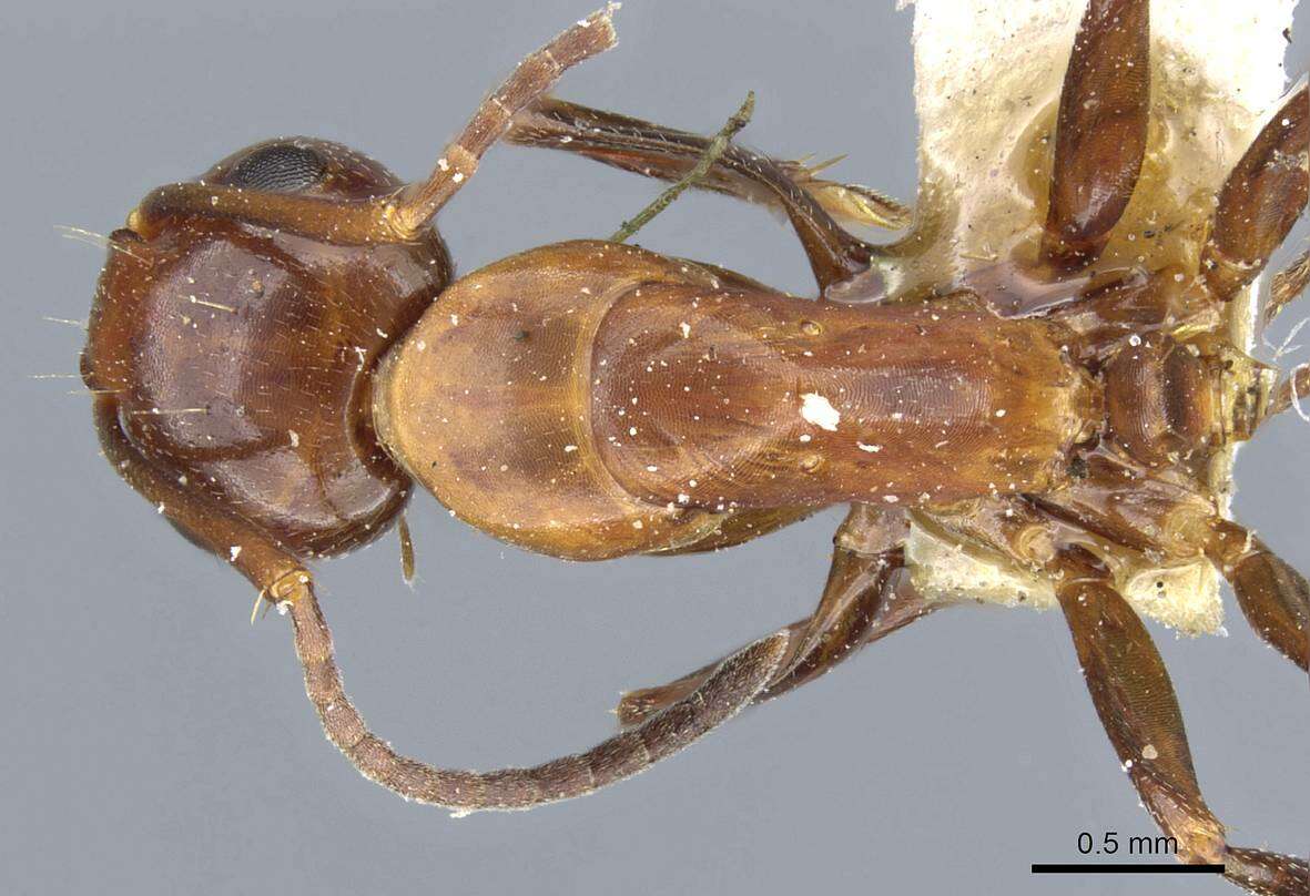 Image of Camponotus decipiens Emery 1893