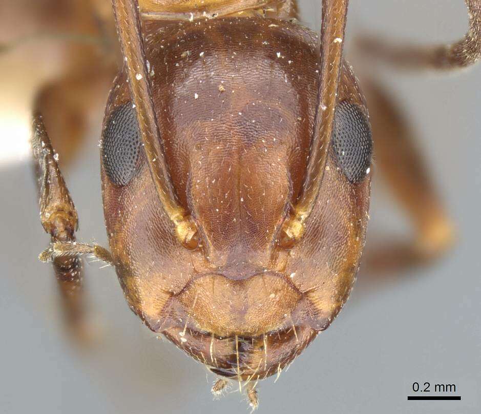 Image of Camponotus decipiens Emery 1893