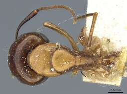 Plancia ëd Camponotus clarithorax Creighton 1950