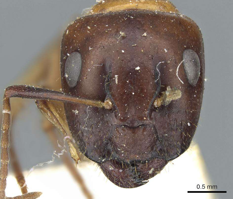 Plancia ëd Camponotus clarithorax Creighton 1950