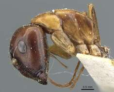 Plancia ëd Camponotus clarithorax Creighton 1950