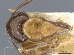 صورة Camponotus clarithorax Creighton 1950