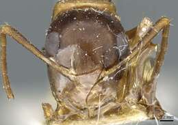 صورة Camponotus clarithorax Creighton 1950