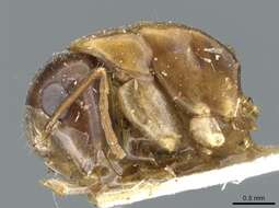 Plancia ëd Camponotus clarithorax Creighton 1950