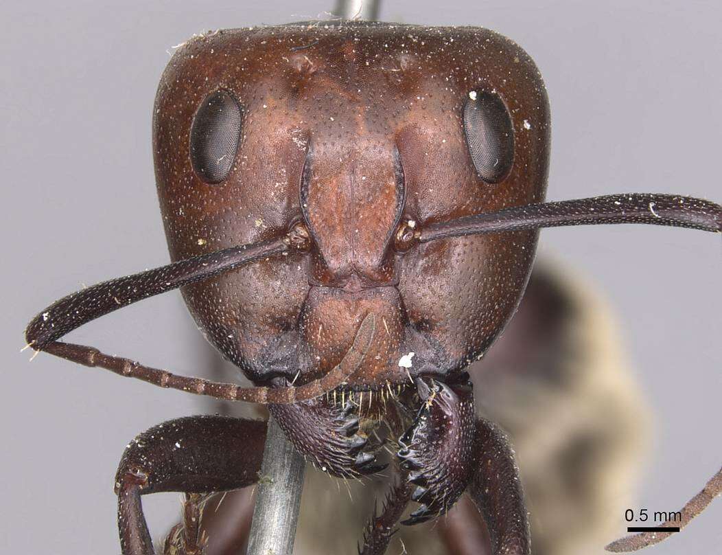 Imagem de Camponotus detritus Emery 1886