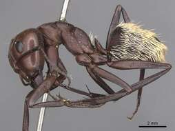 Imagem de Camponotus detritus Emery 1886