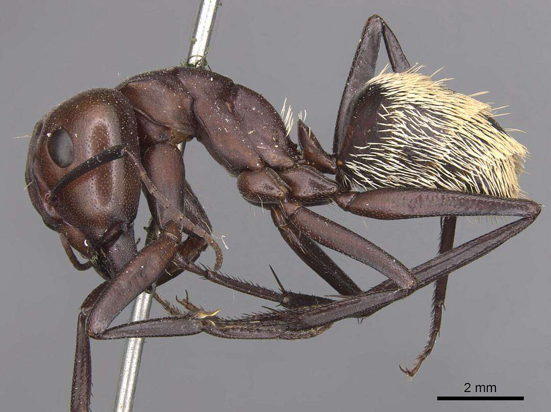 Imagem de Camponotus detritus Emery 1886