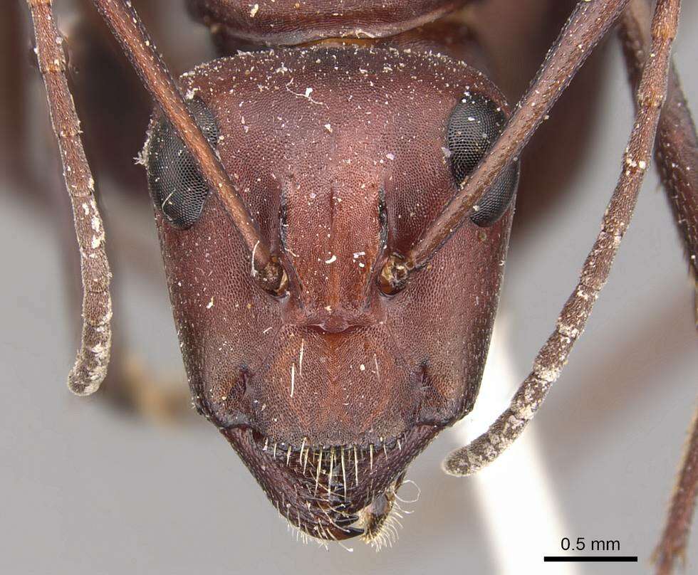 Imagem de Camponotus detritus Emery 1886