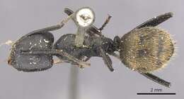 Plancia ëd Camponotus chrysurus Gerstaecker 1871