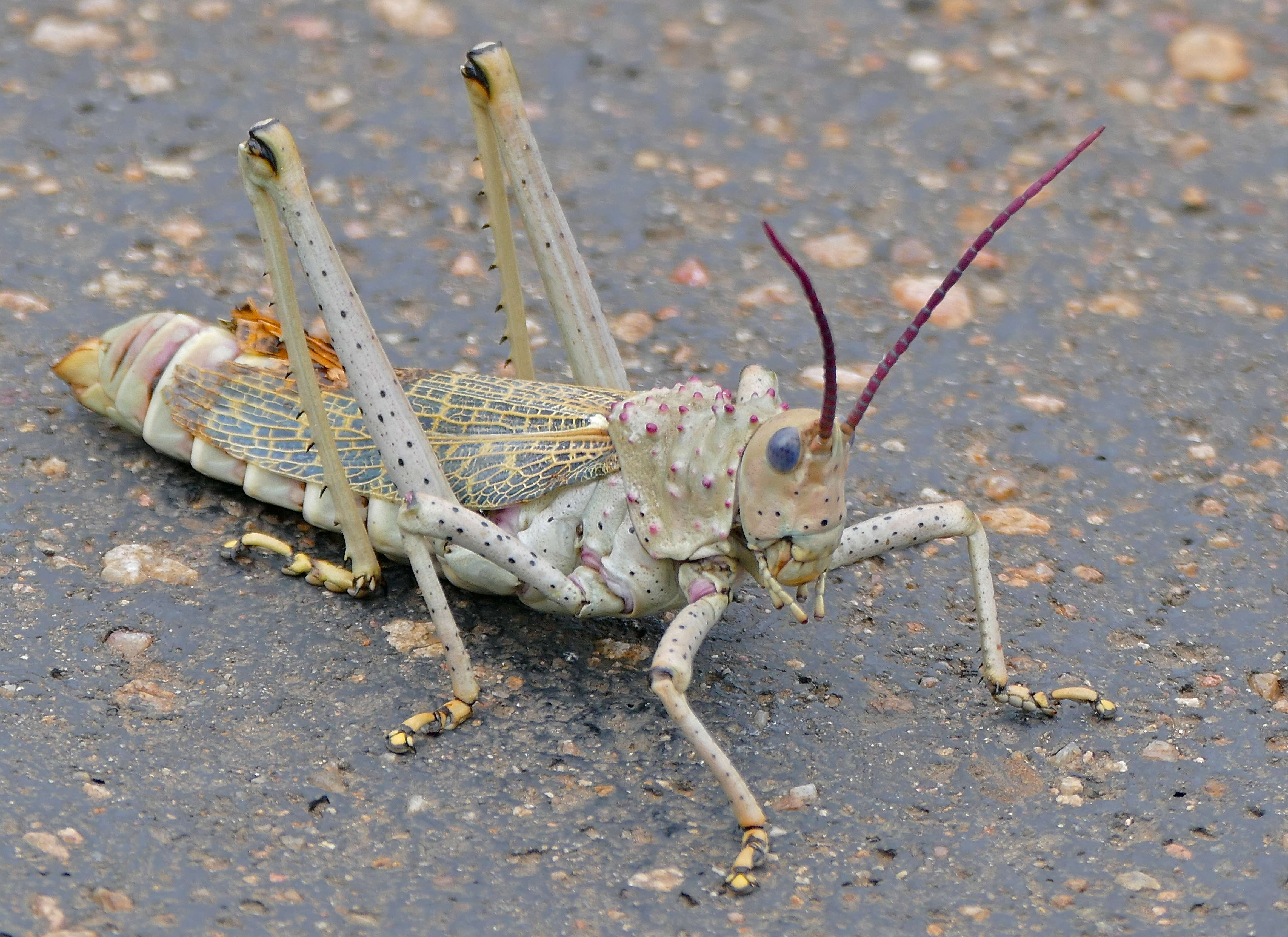 صورة Phymateus (Maphyteus) baccatus Stål 1876